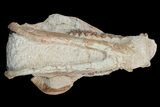 Fossil Oreodont (Merycoidodon) Skull - Wyoming #175648-7